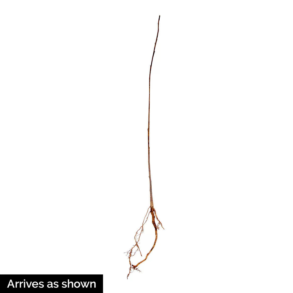Bare Root Shade Tree 1-Pack F4860