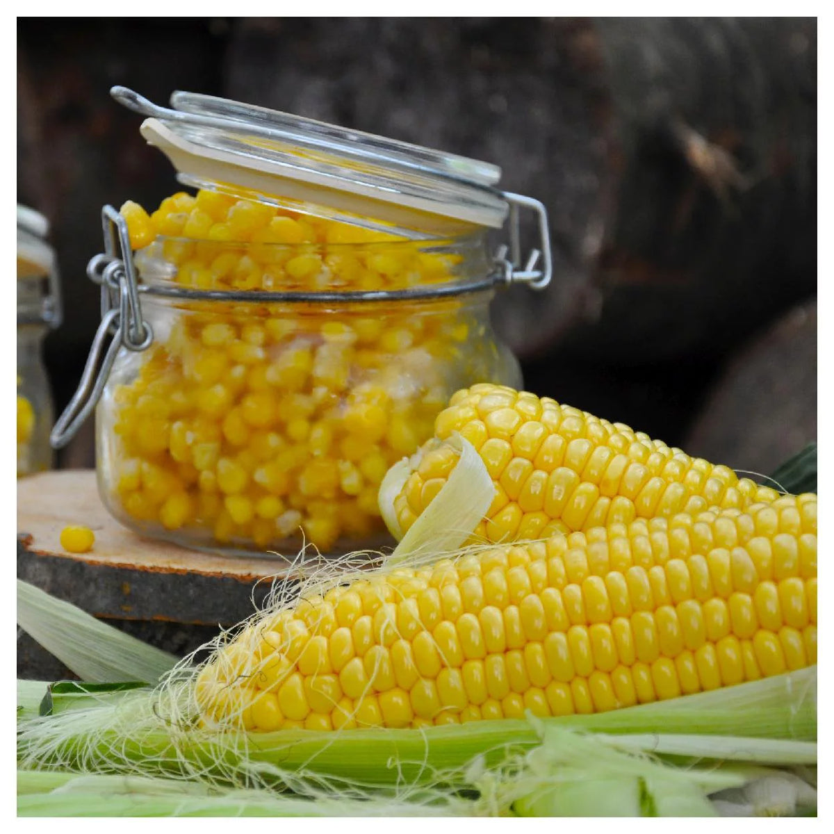 1 lb Yellow Sweet Corn Seeds T47460