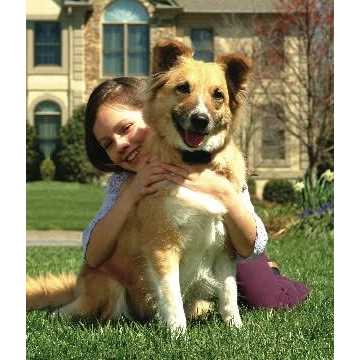 In-Ground Dog Fence R703757