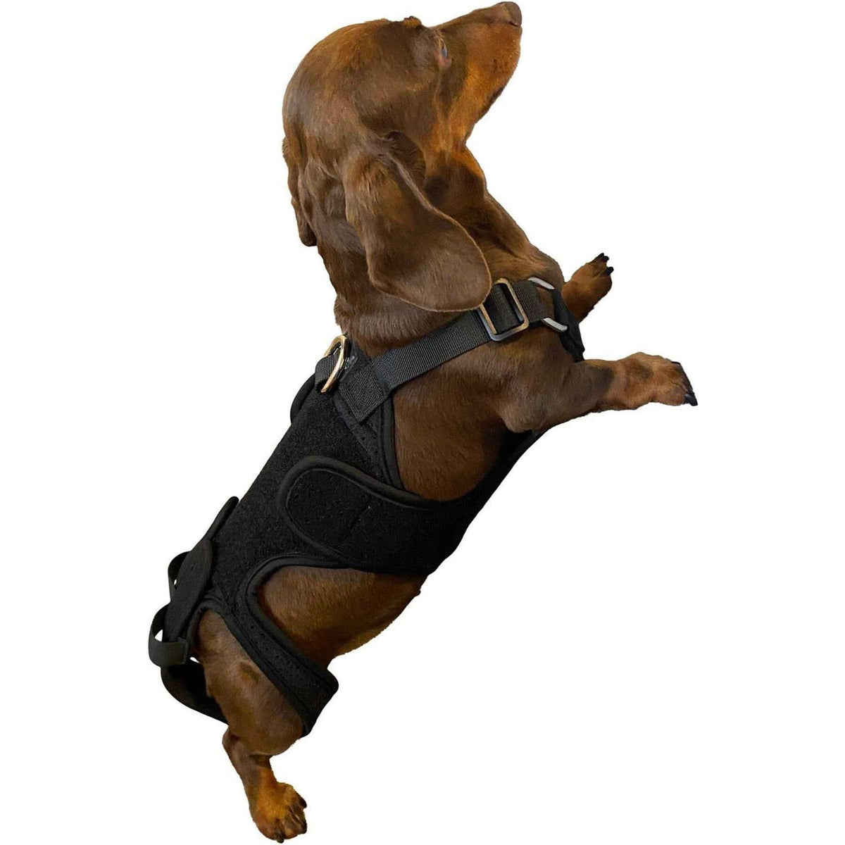 Dog Back Brace D193480