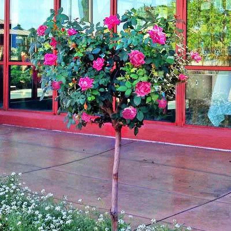 Pink Knock Out Rose Tree B968
