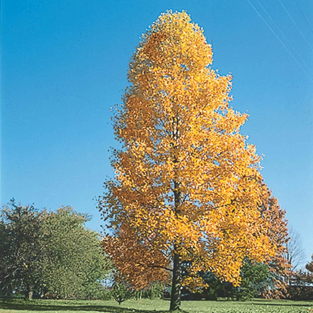 Bare Root Shade Tree 1-Pack F4860