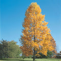 Bare Root Shade Tree 1-Pack F4860