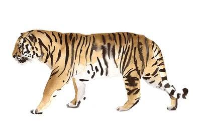 3-Piece Watercolor Tiger Canvas Print S884357