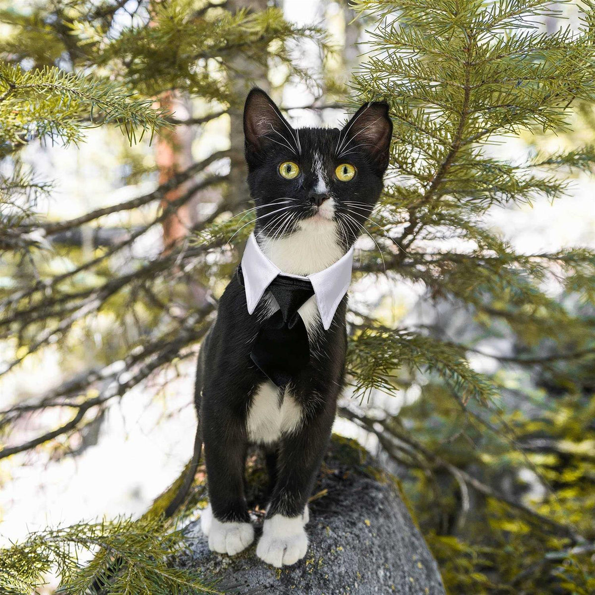 Dog Tuxedo Collar Bow Tie X8443