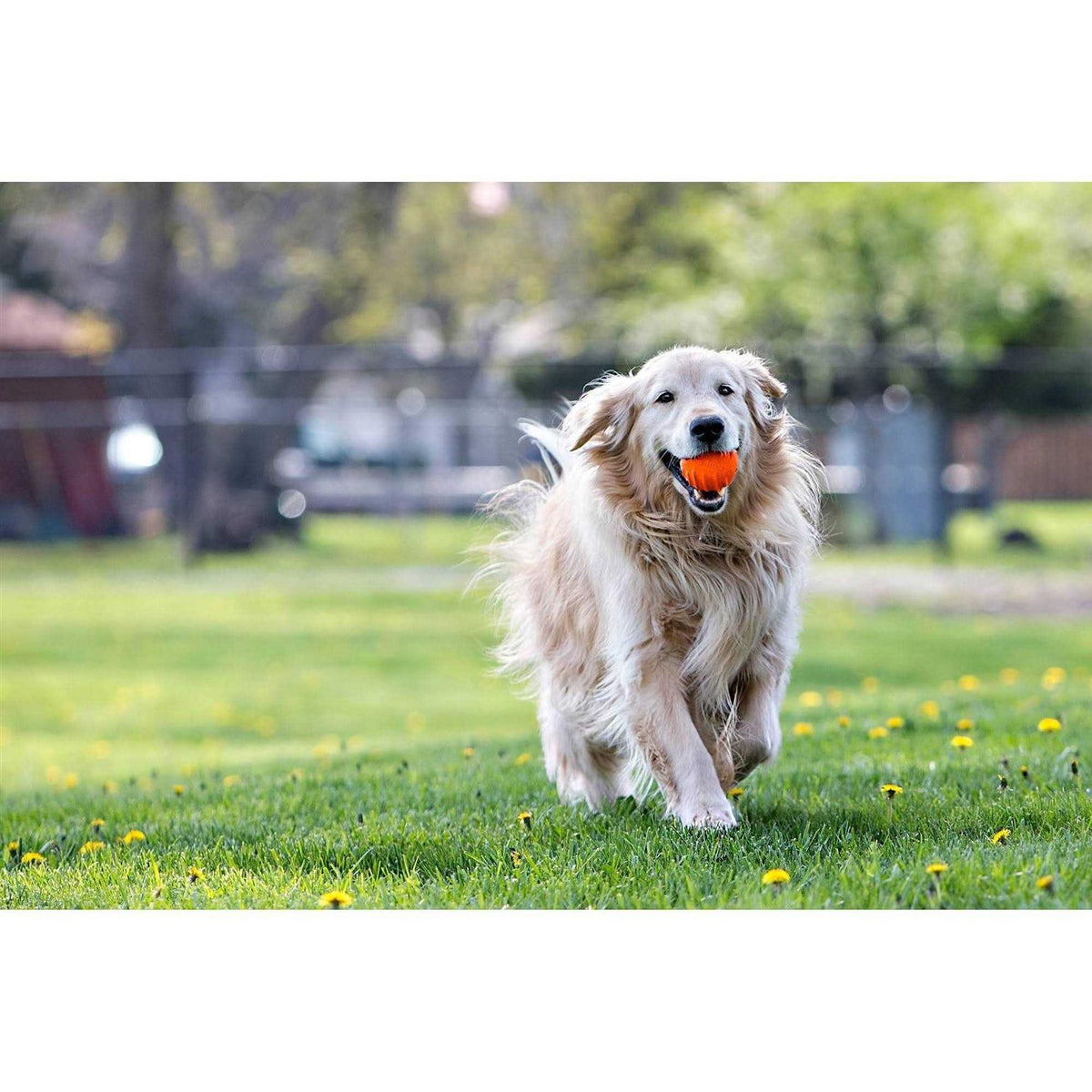 Pet Supplies C63689