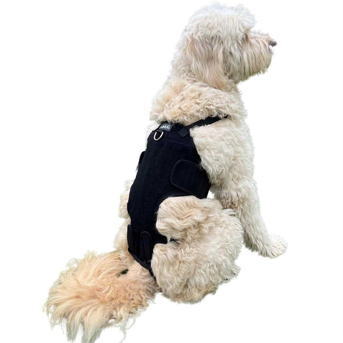 Dog Back Brace D193480