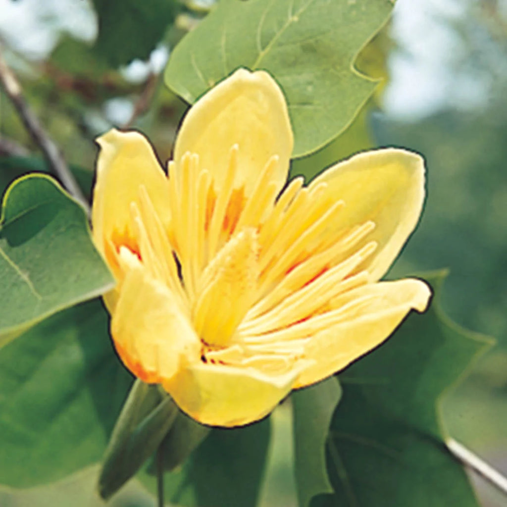 Bare Root Shade Tree 1-Pack F4860
