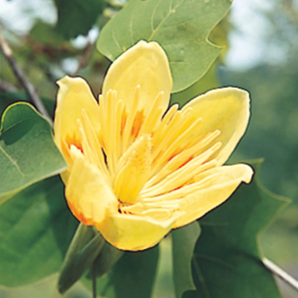 Bare Root Shade Tree 1-Pack F4860