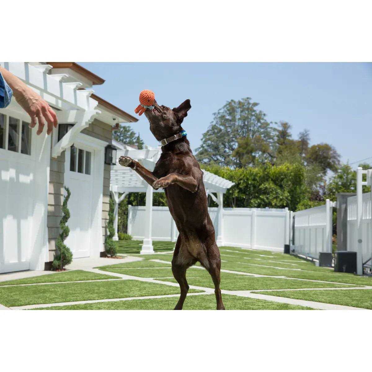 Rope Dog Toy H528077