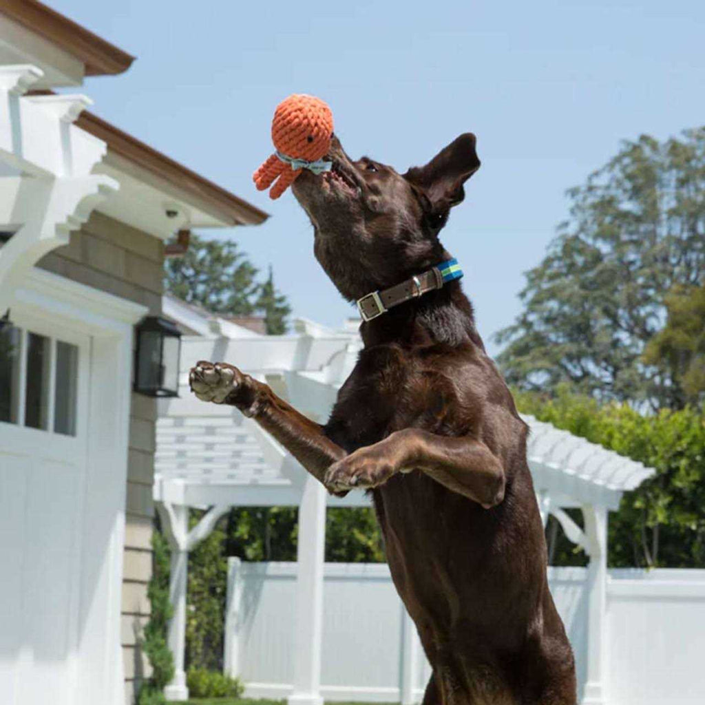 Rope Dog Toy H528077