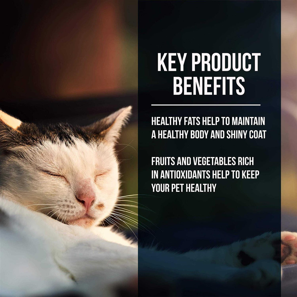 Dry Cat Food Market Fresh Salmon E586499