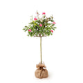 Pink Knock Out Rose Tree B968